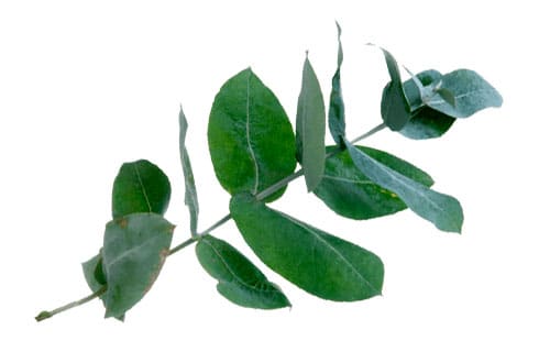 Eukalyptus doft